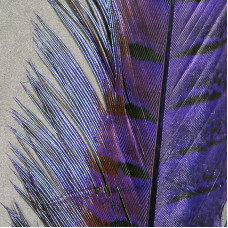 RINGNECK PHEASANT TAIL PURPURA