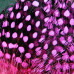 GUINEA FEATHERS HOT PINK