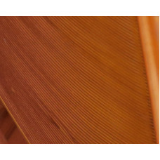 TURKEY BIOT QUILLS RUSTY SPINNER