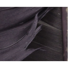 TURKEY BIOT QUILLS RUSTY TRICO
